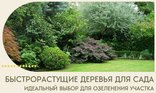 Быстрорастущие деревья для сада идеальный выбор в Сосновом Боре
