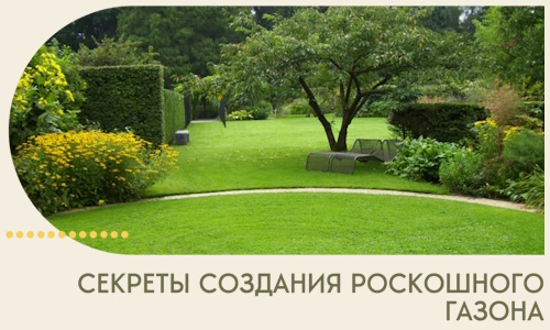 Секреты создания роскошного газона в Сосновом Боре